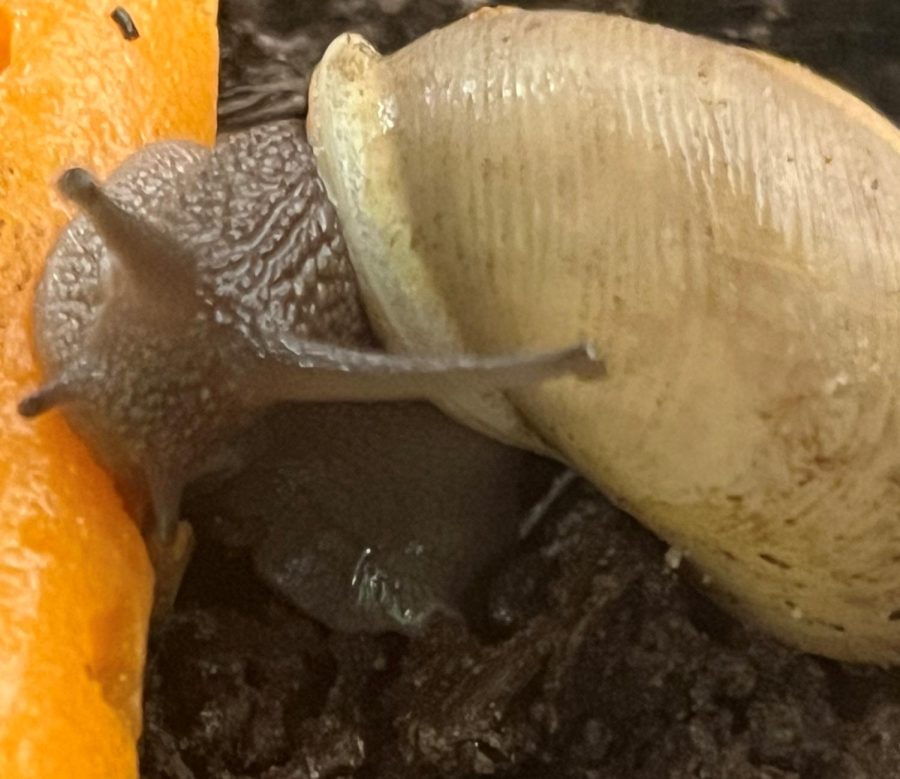 Now snails don’t have typical teeth, but they do have the most teeth of any other animal. Even though you can't see them. this is a picture of how they scrape food with their microscopic teeth. 
