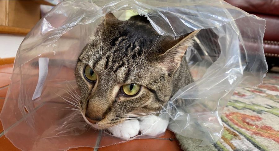 Taco was trying to suffocate himself in this bag. We had to rip a hole in the other side so he could breathe. He got hungry and ate some of the bag.