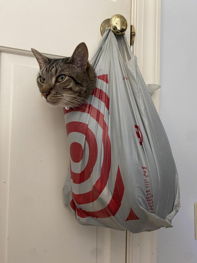 After digging through piles of clothes and growling at everyone, Taco was put in timeout suspended from the pantry doorknob. He enjoyed it so much he decided to take a little nap.