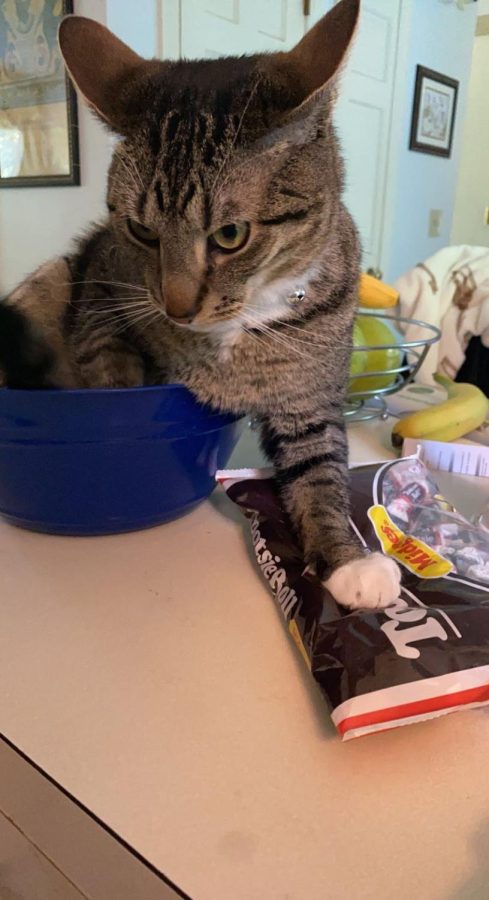 A baby bird was rescued in this bowl. The bird was set free, and the bowl was set on the counter. Taco was upset that the bird was gone, so he put himself in the bowl. He got mad at everyone around him and stole our tootsie rolls.