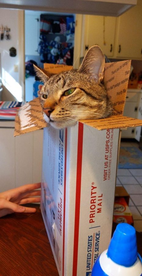 Taco loves crawling in boxes to nap. He will sit in boxes of all sizes, and growl at anyone that pets him. He will even get in boxes with other cats in them and attack them until they leave.