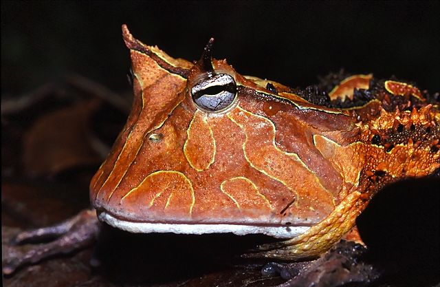 Suriname_Horned_Frog_(Ceratophrys_cornuta)_(7774152740)