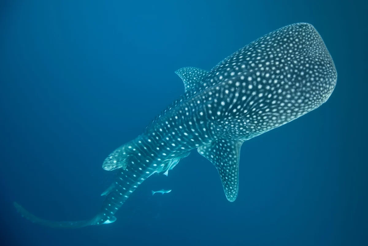 The Whale Shark shows off it's unique pattern.