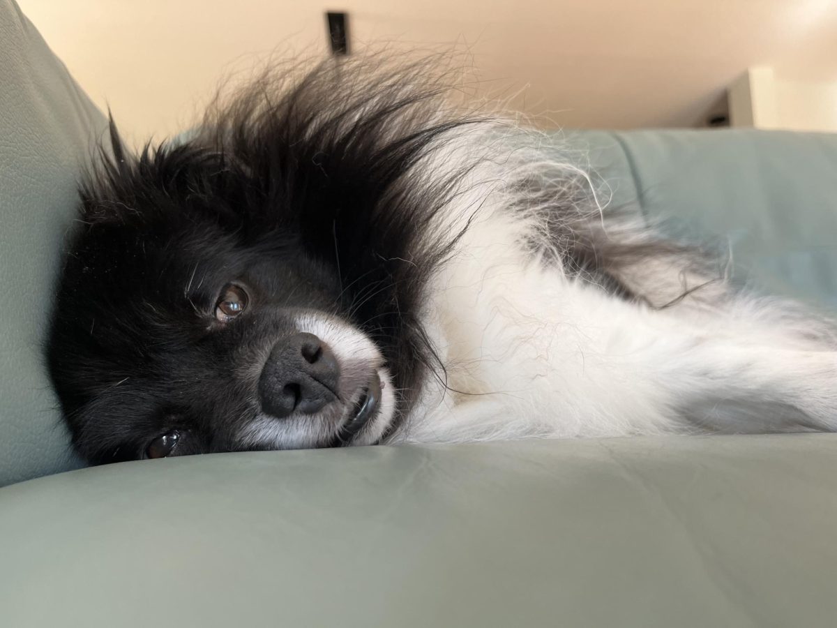 The mind-boggling amount of barking has finally made Ozzie tired. He lays down on the couch and finally goes to sleep.