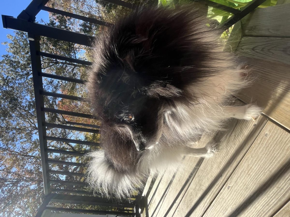 After Chasing a squirrel, he was ready to go inside. He again, was not happy about the stairs.