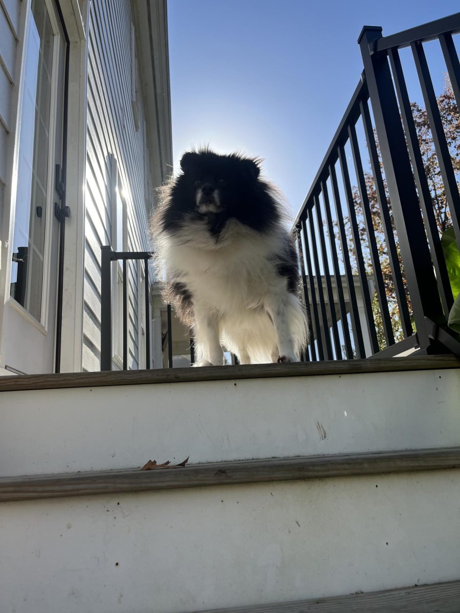 Once he's done eating, he's ready to go outside. But he wasn't happy he had to go down the stairs.