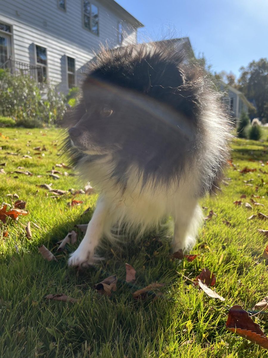 This is Just Another picture of him enjoying his time outside. After this was taken, he chased a squirrel around for a bit.