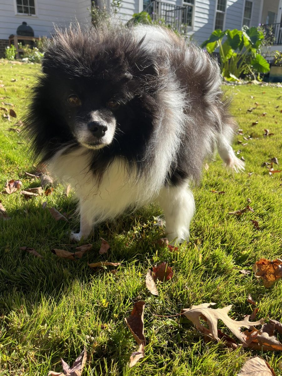 Ozzies Favorite thing is being outside. Fun fact, he really likes to eat grass!