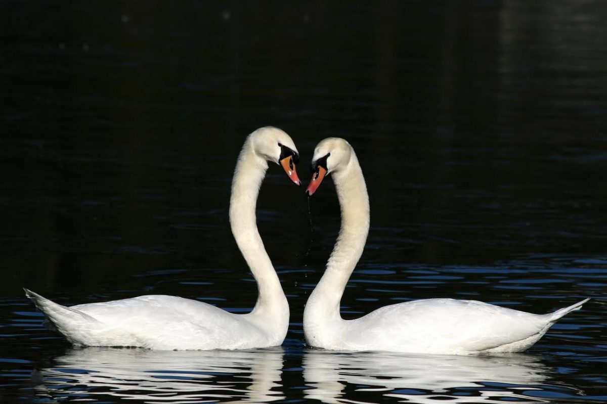 Swans form a heart, the symbol of love.  (inspiredpencil.com)